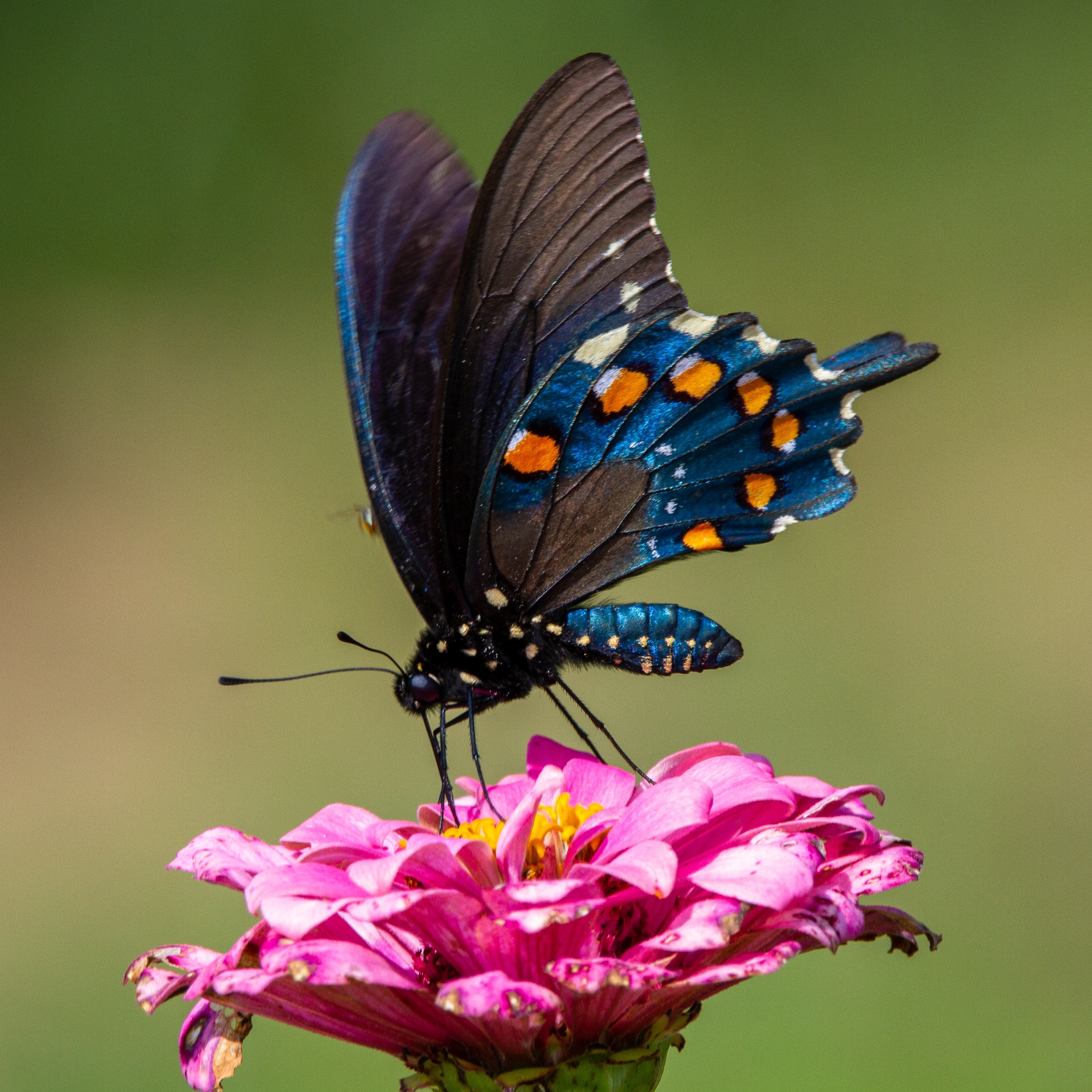 The ‘Butterfly Effect’ In Relationships